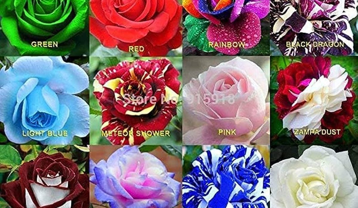 FLORICULTURA5